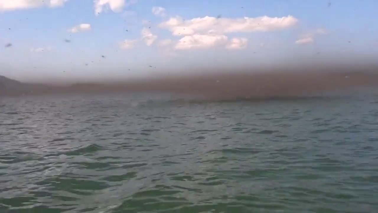 Nuage de millions mouches et d'insectes. Dingue!