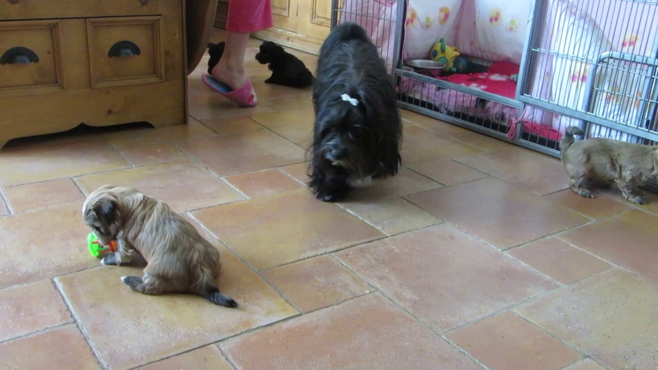 Bébés de Kamélia X Dundy 1 mois