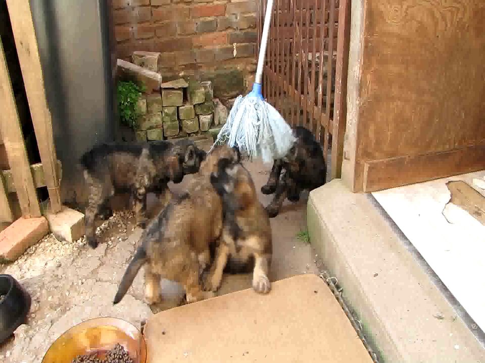 Penser à ranger la serpillère ! (Chiots berger catalans 2014)