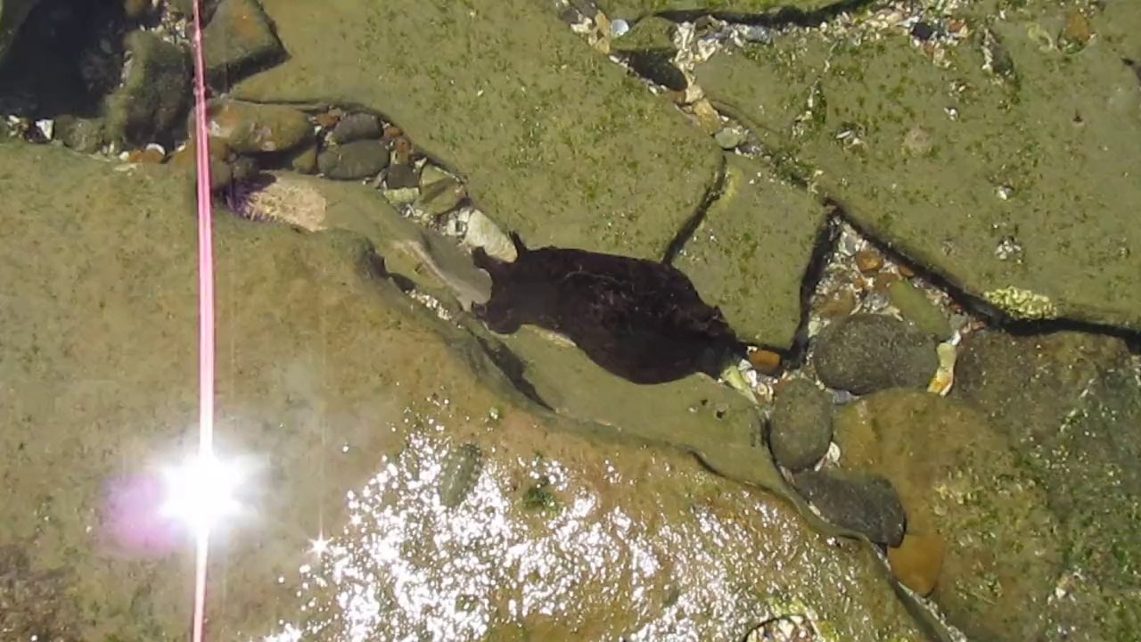 Abalone Cove, Rancho Palos Verdes, CA 4-26-14 (2)