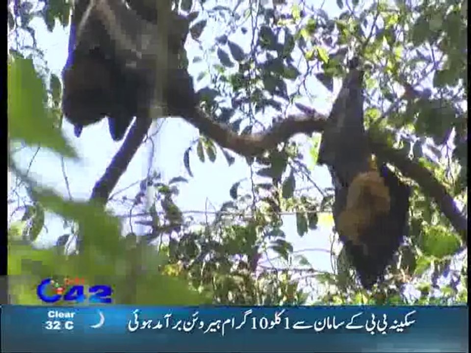 C42 News Bulletin 27 April 2014