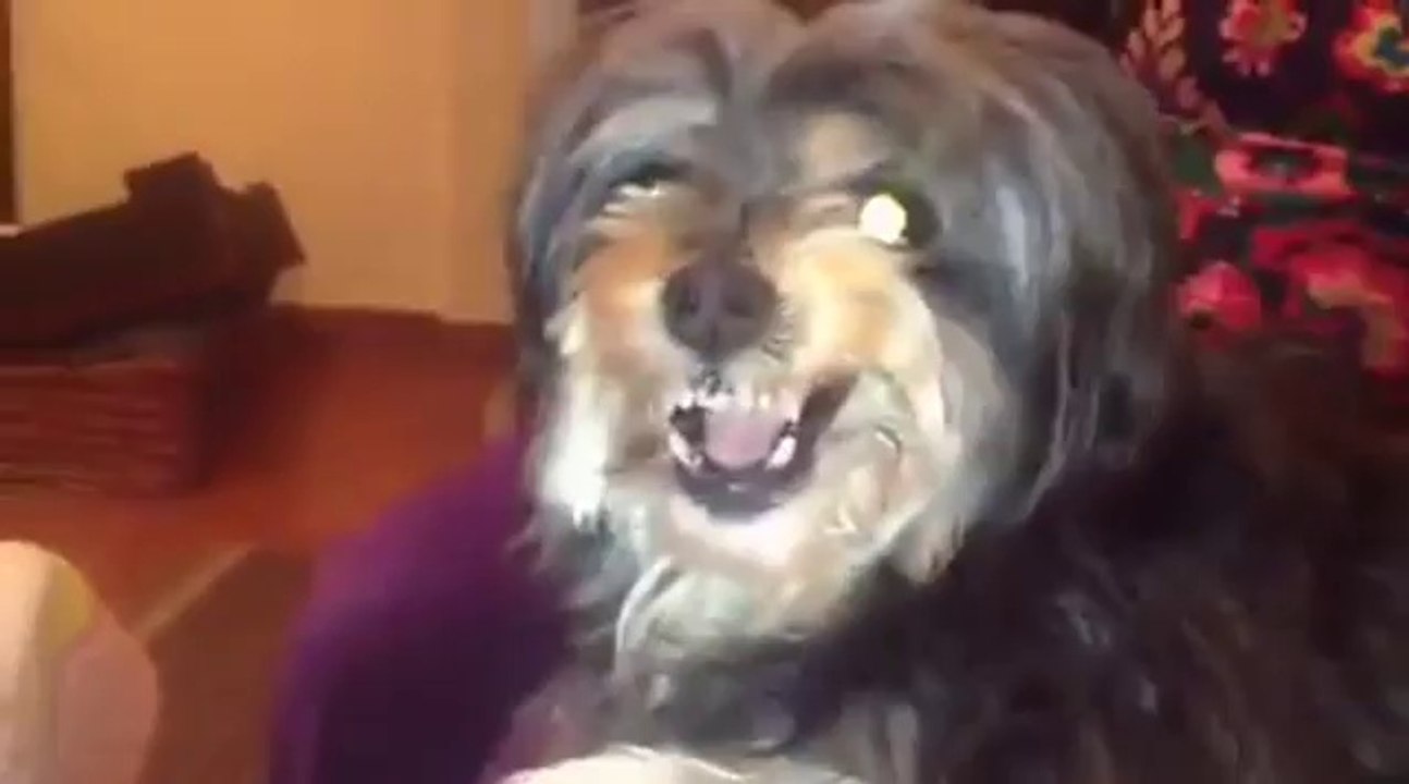 Un chien aime Ronaldo, mais déteste Messi !