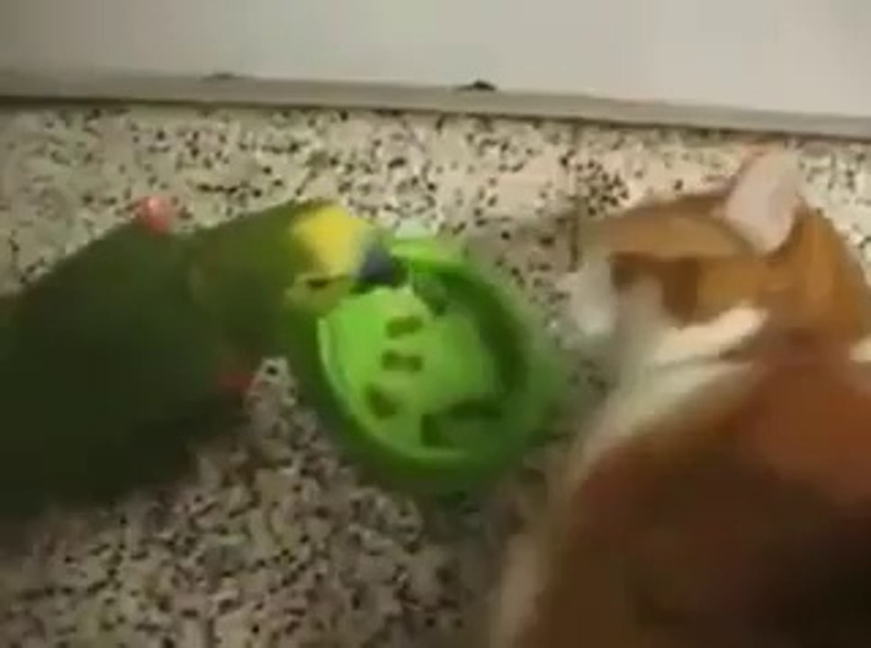 Peacock Teases Cat Over and Over