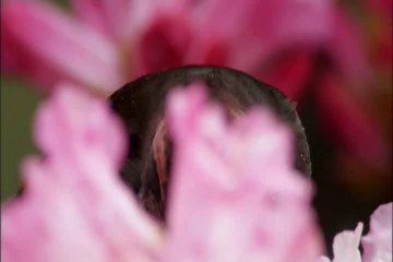 Planeta Terra. 03. Montanhas