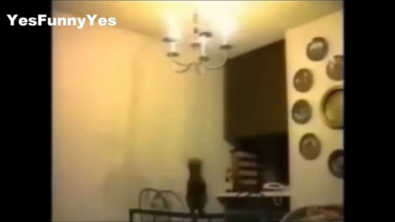 Hilarious Cat Complication