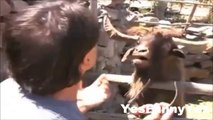 Hilarious Goat Spitting and Taunting Reporter