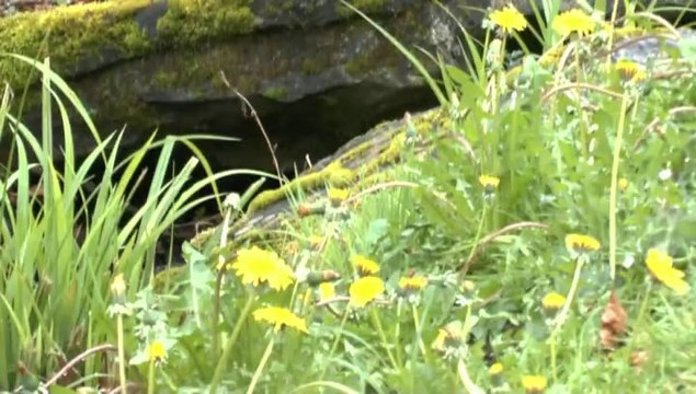 LES PROMENADES DE MICHOU W-D.D. - PROMENADE SOUS LA PLUIE AU PARC BEAUMONT..