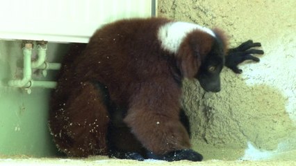 Naissance makis varis