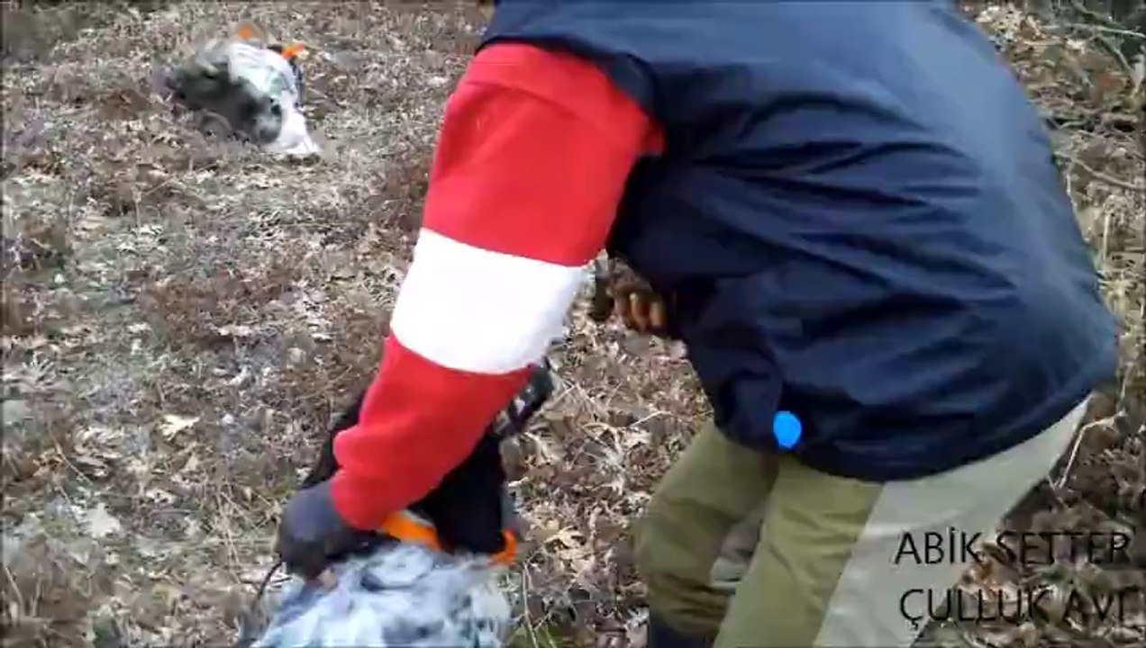 FLAŞIN TORUNU DİAGONUN OĞLU OREA ÇULLUK FERMA