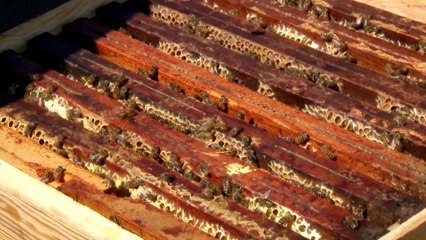 Les apiculteurs réunis dans la Vienne