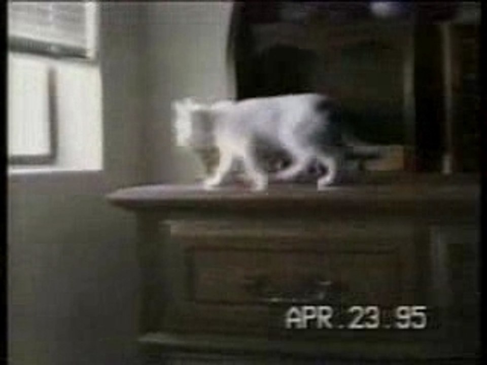 gatti pazzi