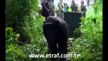 Doğaya Bırakılan Şempanzenin Bakıcları ile Duygusal Vedası