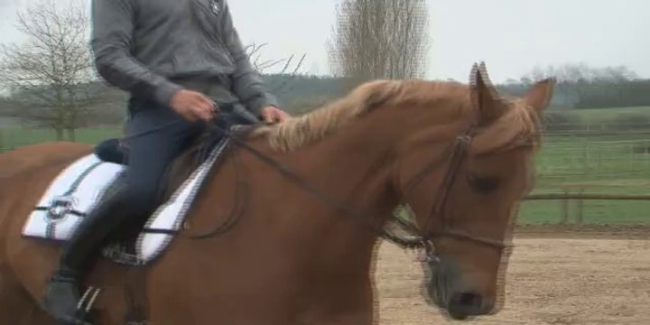Cheval Pratique - Le reculer avec Bertrand Poisson