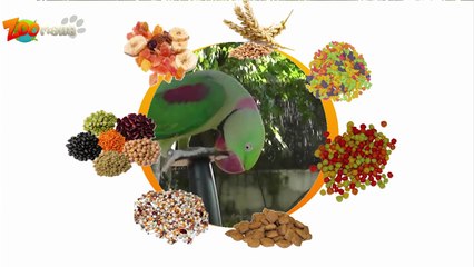 Que mange les oiseaux ?