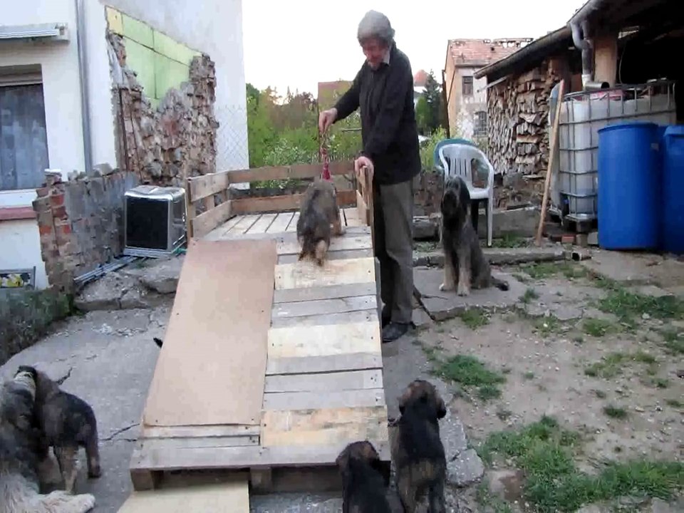 Une nouvelle activité ! (Chiots berger catalans 2014)