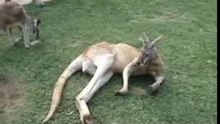 Naturally Wild Surfers Paradise