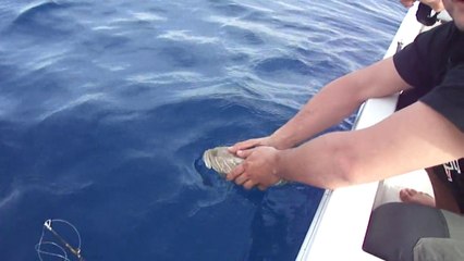 JIG TURU LAGOS AVI TUT BIRAK YONTEMI - www.adrasanbalik.com