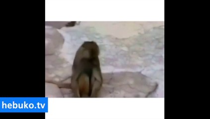 Kendini aynada gören maymun