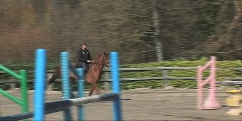 Cheval Pratique - Equi-Soft de Stübben