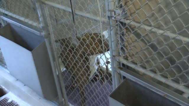 Bucks County PA Dog Bite Lawyer