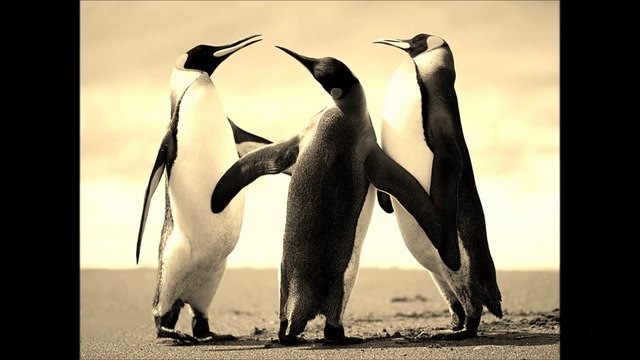 Amatör Yorum-Hazin Geliyor-Hasan Kanlı