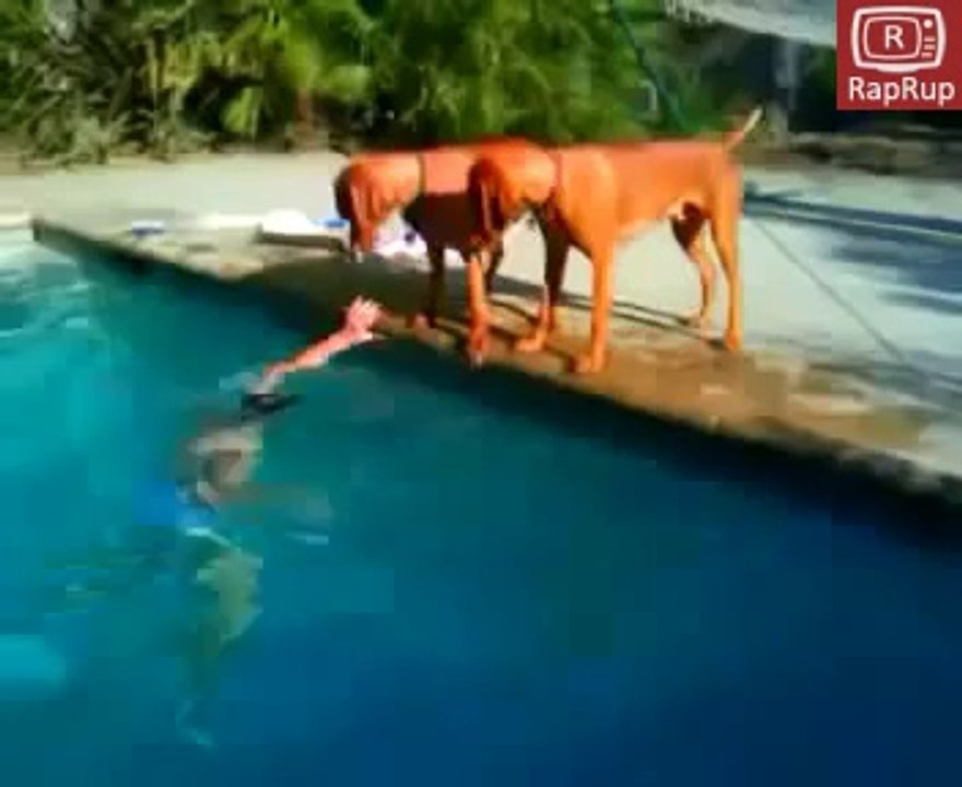Sahibinin boğulduğunu zanneden köpek
