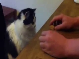 humour gag video rire drole chat 02