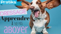 Comment apprendre à votre chien à ne pas aboyer sans cesse