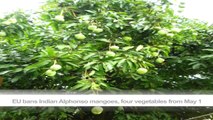 EU bans Indian Alphonso mangoes, four vegetables from May 1