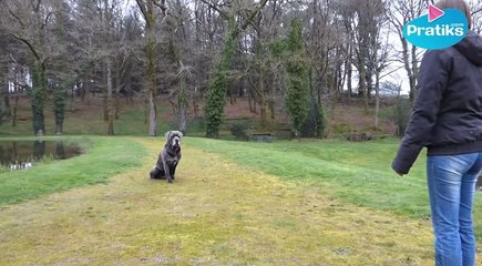 Comment apprendre à votre chien à attendre