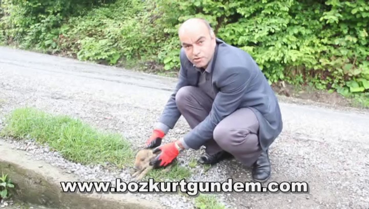 Ulu Köyünde Yavru Domuz Bulundu