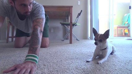 Yoga Time with a Cute Chihuahua
