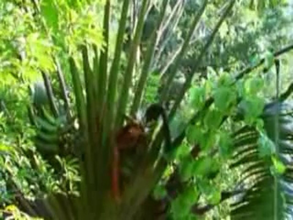 Polinización