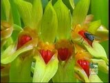 Polinización orquídeas