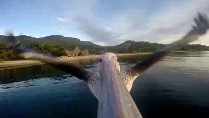Pelican Learns To Fly
