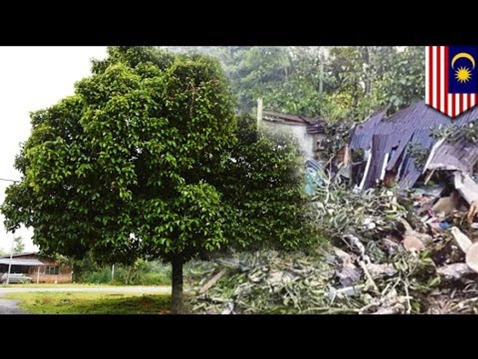20 m-tall tree collapses onto food stall in Malaysia, injures 14