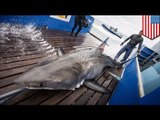 Man-eater great white shark caught in Florida, tracked across Atlantic Ocean