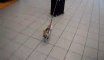 So cute puppy carrying luggage! Hilarious.