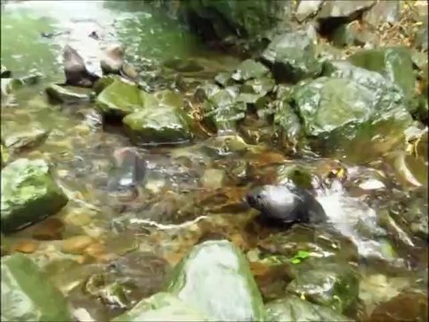 Combat/Jeu entre deux jeunes otaries