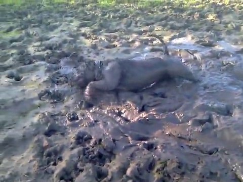 Crazy dog bathing in giant puddle of mud!