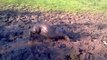 Un chien prend un bain de boue... Adorable!