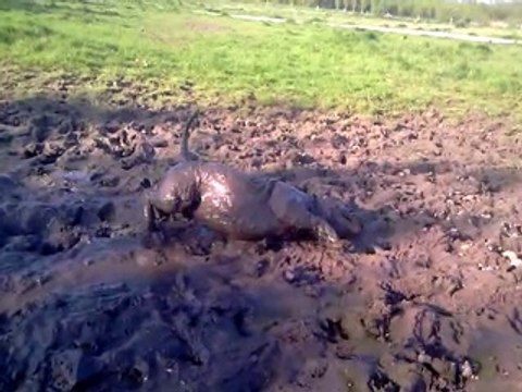 Un chien prend un bain de boue... Adorable!