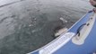 Un grand requin blanc attaque un bateau gonflable!