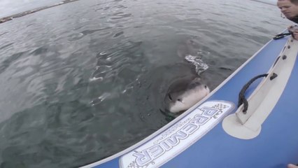 Download Video: Un grand requin blanc attaque un bateau gonflable!