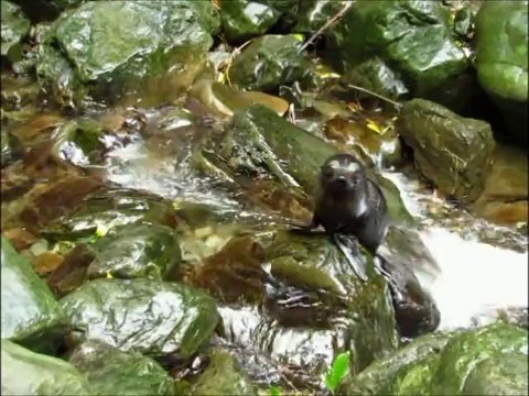 Remontée de la rivière par jeunes otaries