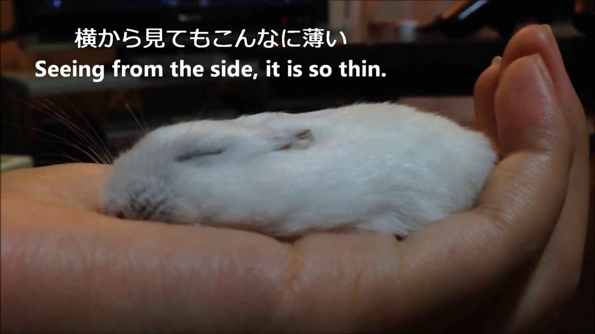 ⁣Funny Hamster becoming so thin when you pet him!