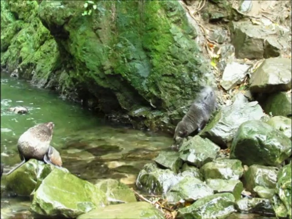 Jeune otarie descend de son rocher pour aller nager