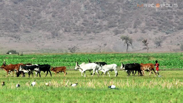 Agriculture dominates the list of the most attractive investments in Ethiopia