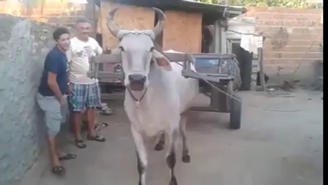 This Cow Is Trained