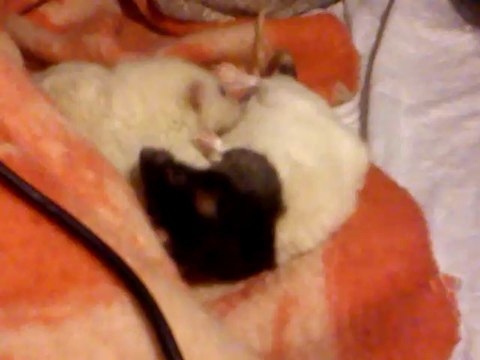 бои без правил